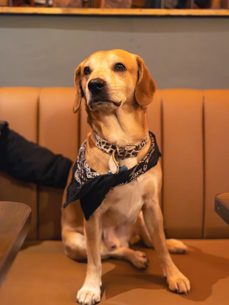 Perro con pañuelo sentado en el sillón de Bar del Tío, un bar pet friendly de Valparaíso