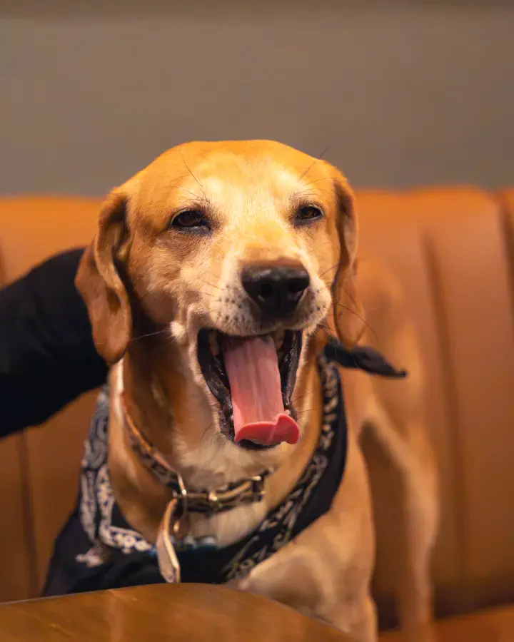 Perro café claro con pañuelo al cuello y la lengua afuera sobre un sofá naranja, sesión de mascotas en Valparaíso