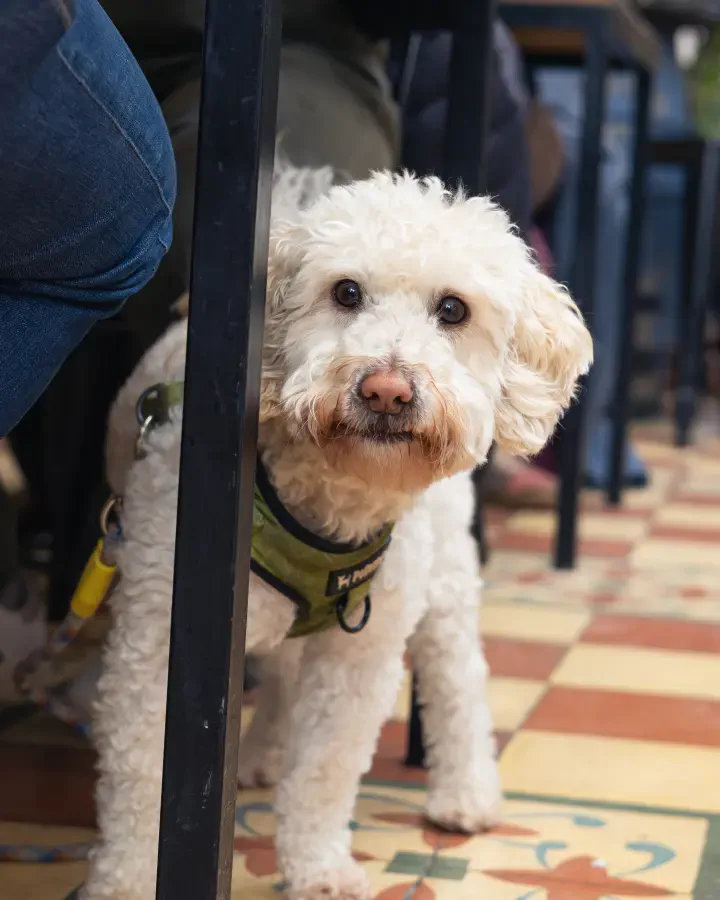 Perro blanco peludo con arnés verde mira a la cámara parado sobre un piso de baldosas, sesión de mascotas